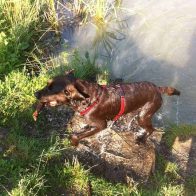 Charlie Retrieving a Stick