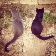 Grey Goose and Daughter