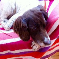 Lucy Looking at Jet the Cat