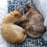 Meg and Max Snuggling