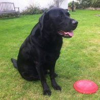 Murphy with His Frisby