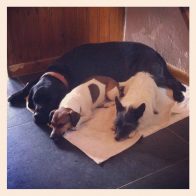 Sammy, Jillie and Jessie