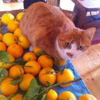 Spassy Sitting on the Oranges