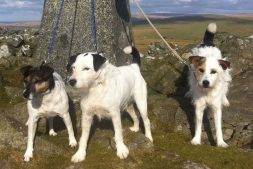 Tille, Pedro and Toby