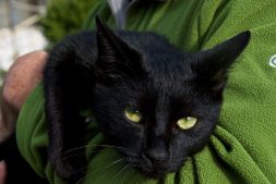 Black Kitten on Ithaca