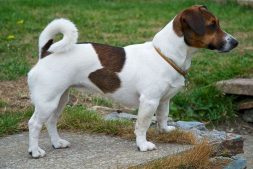 Jillie the Jack Russell