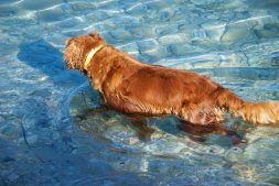 Sara Looking for Fish