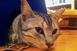 Sylvie under the Stool