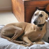 Gally on His Cushion