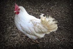 White Chicken