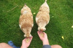 Dot and Peggy Feeding Time