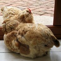 Dot and Peggy in the House