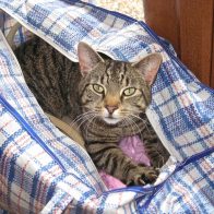 Tinky Sitting in a Bag