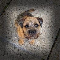 Margaux the Border Terrier