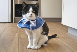 Indy with Blue Collar