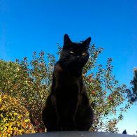 Wellington Sitting on the Roof Box