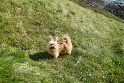 Dexter on the Cliff Path