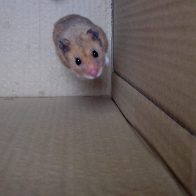 George the Hamster
