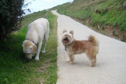 Lucy and Dexter on the Coast Path