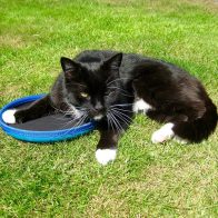 Tally with the Frisbee