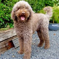 Bertie the Labradoodle