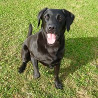 Heidi The Black Lab