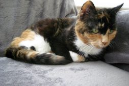 Jess the Calico Cat