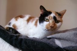 Molly the Calico Cat