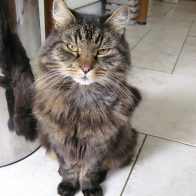 Parker the Norwegian Forest