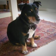 Pepys the Jack Russell