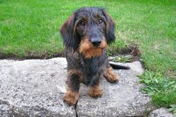 Poppy the Dachshund