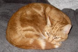 Pumpkin the Ginger Cat