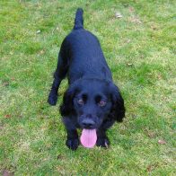 Jasper the Cocker Spaniel