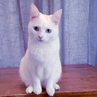 Daisy the White Cat