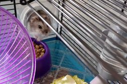 Nibbles the Russian Hamster