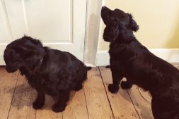 Pedro & Raffy the Cocker Spaniels