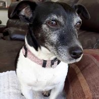 Rosie the Jack Russell Terrier
