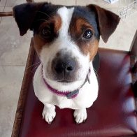 Tiberius the Jack Russell Terrier