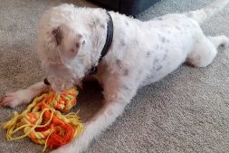 Wallace and Rope Toy