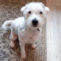 Wallace the Parsons Russell