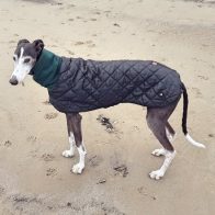 Valentina the Spanish Greyhound