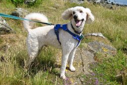 Dougal the Standard Poodle