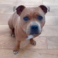 Harley the Staffordshire Terrier