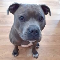 Hugo the Staffordshire Terrier