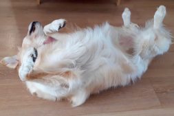 Lucie the Golden Retriever