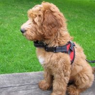 Tony the Labradoodle