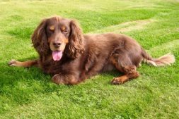 Fetlar Enjoying the Sun