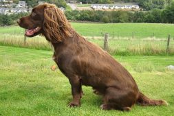 Jura Surveying Her Domain