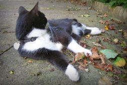 Pickle Playing With Leaves