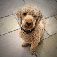 Robbie the Miniature Poodle